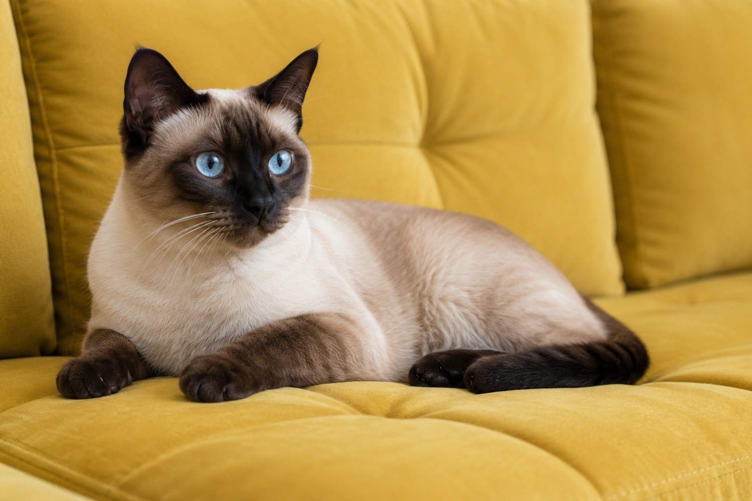 Are siamese cats hypoallergenic