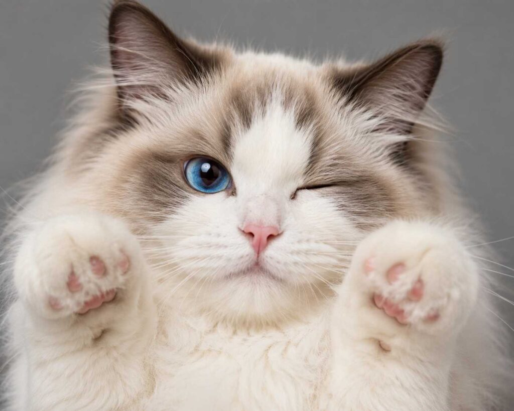 Are Ragdoll Cats Hypoallergenic?