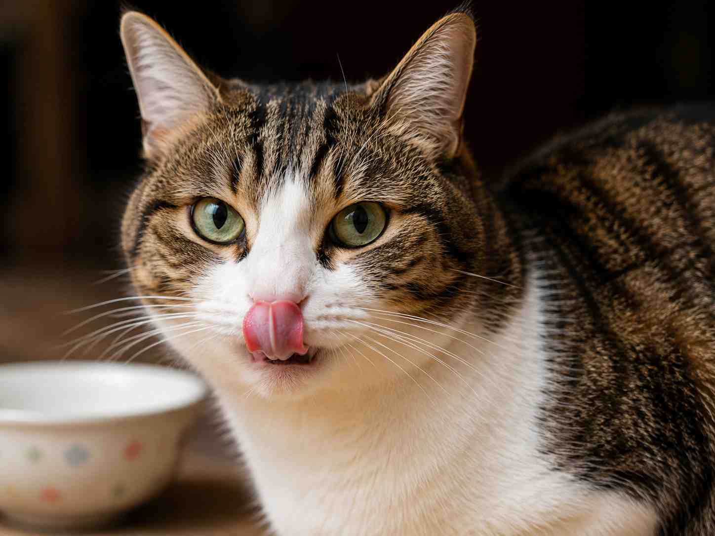 Hypoallergenic Cat Food: Signs, Types, and How to Choose