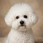 Bichon Frise Dog
