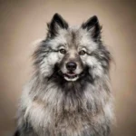 Keeshond Dog Breed