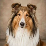 Rough Collie Dog Breed
