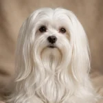 Shih Tzu Dog