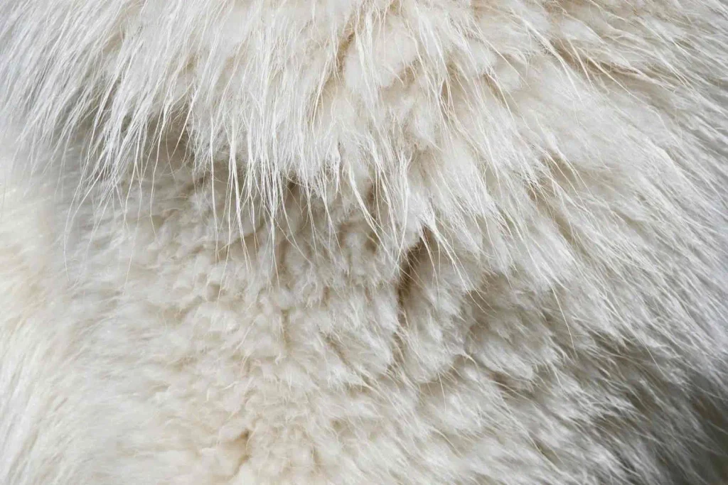 Close-up of a Samoyed's thick white double coat texture